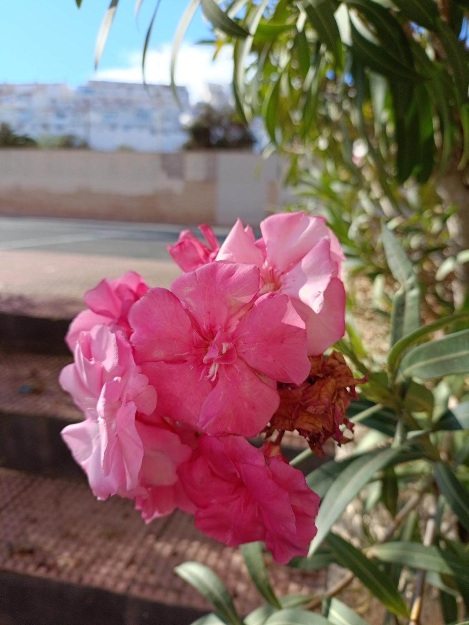 Apartamento Miramar Torrevieja Exterior foto