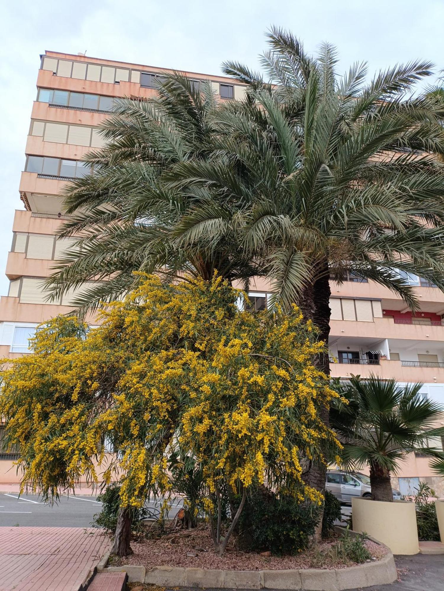 Apartamento Miramar Torrevieja Exterior foto